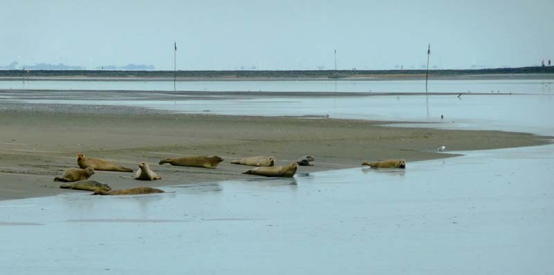 Seehunde