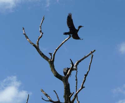 Kormoran